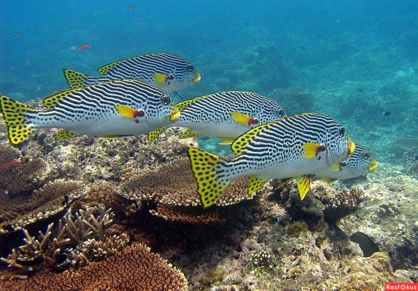 Рыбки красного моря в Хургаде