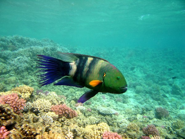 Метлохвостый губан