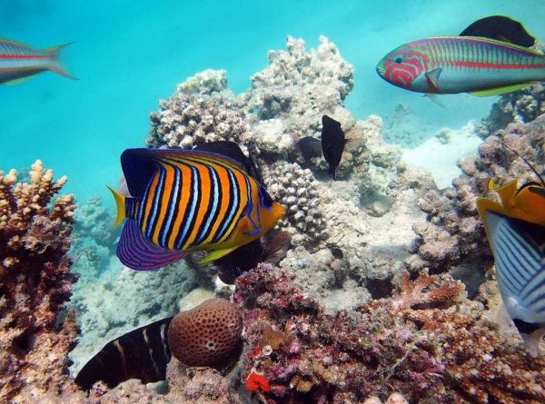 Красное море Египет