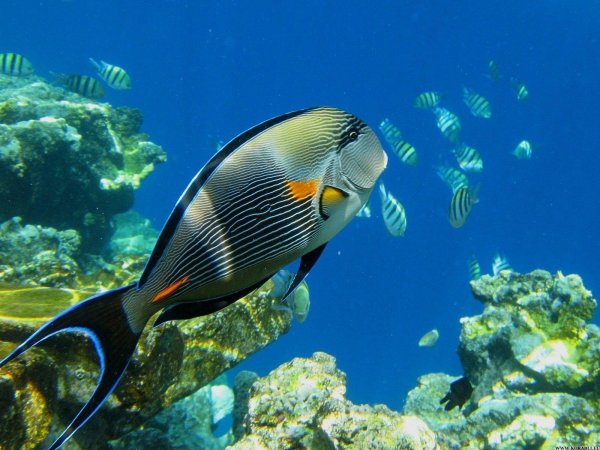 Красное море рыба хирург