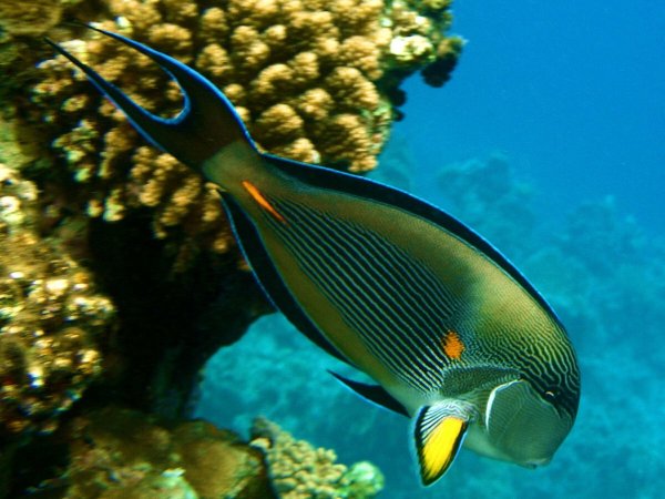 Рыба носорог красного моря