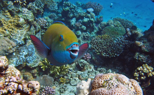 Шарм-Эль-Шейх море