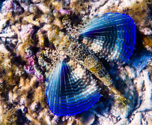 Средиземноморский долгопёр подводная бабочка