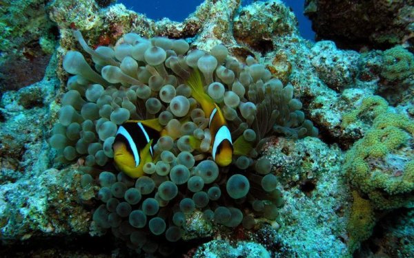 Дайвинг Шарм-Эль-Шейх кораллы