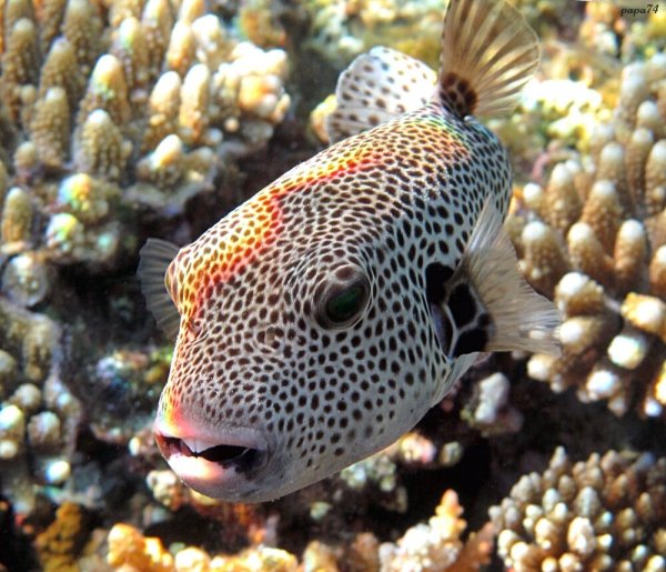 Рыба аротрон Египет