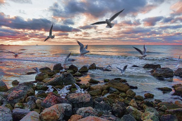 Чайки над морем