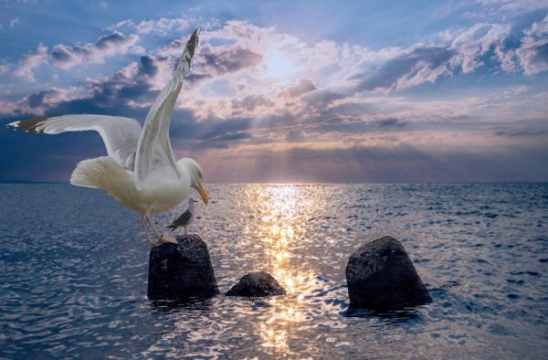 Птицы над морем