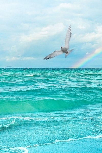 Море солнце Чайки