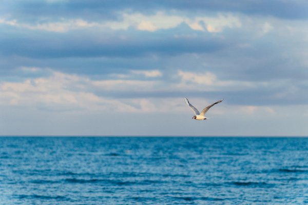 Птицы в небе над морем