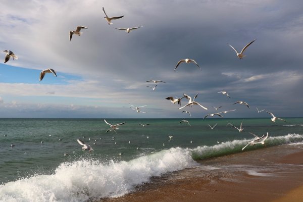 Море, Чайки