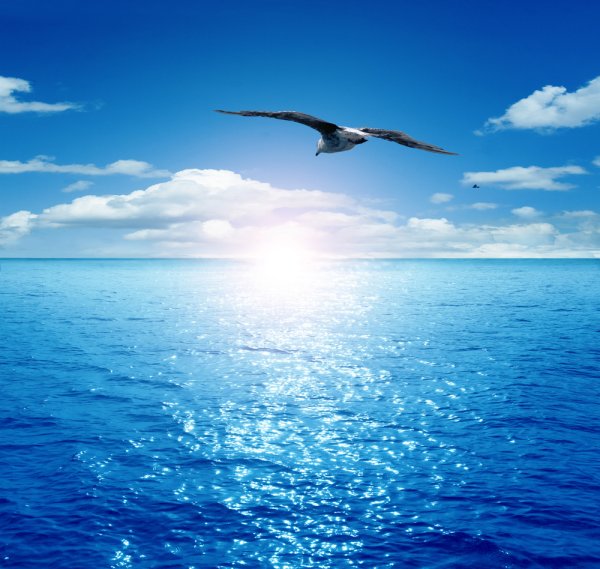 Море Прибой Чайки