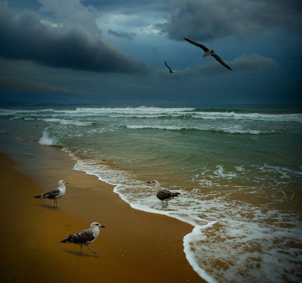 Птицы над водой