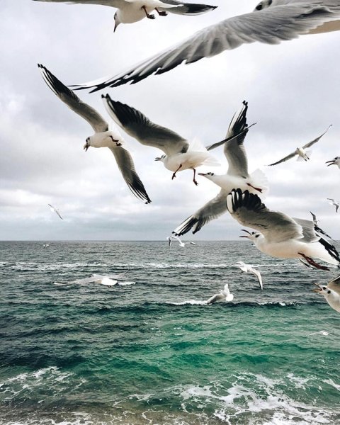 Чайки, корабль и море