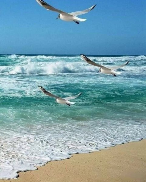 Море пальмы Чайки