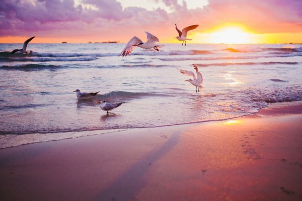 Чайка над морем