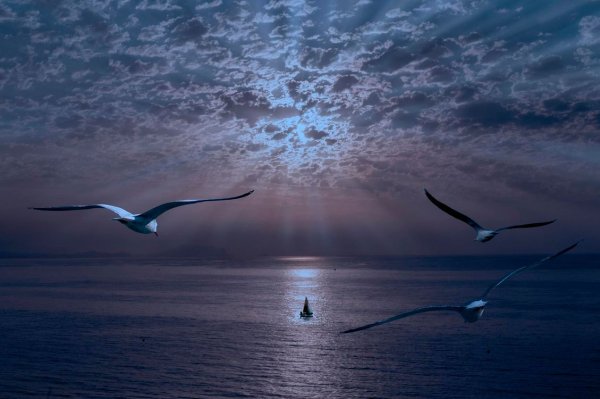 Море, Чайки