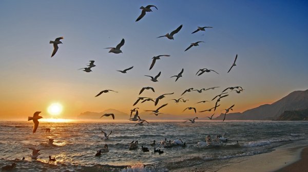 Море, Чайки