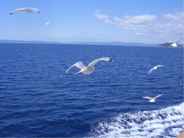 Чайка Приморского края