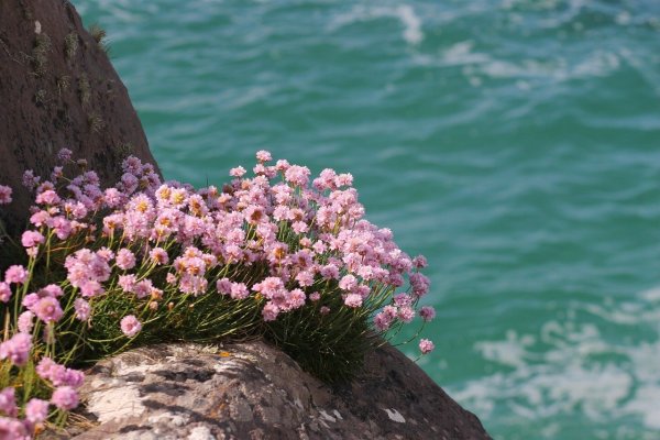 Цветы камни