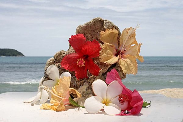 Красивые морские цветы