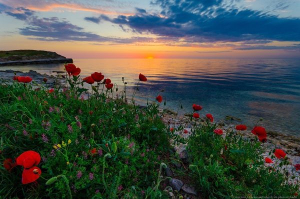 Маковые поля мыс Фиолент