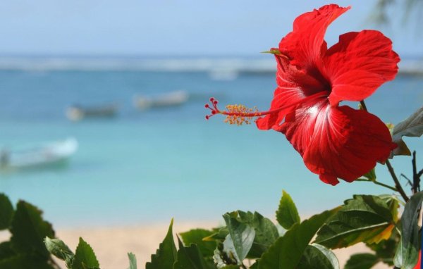 Гибискус Zanzibar