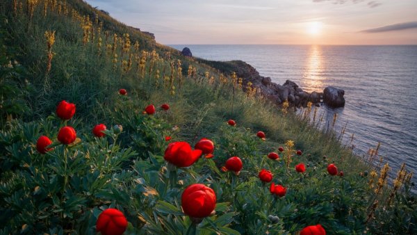 Маковые поля АЙПЕТРИ Крыма живопись