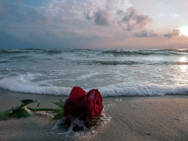 Море роз