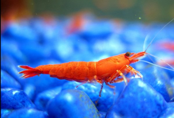 Шримс креветка Живая