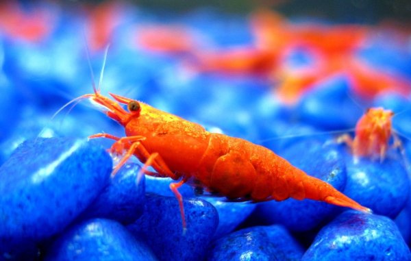 Креветка океаническая