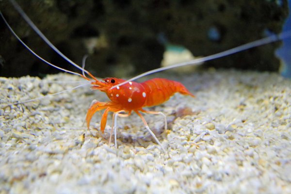 Десятиногие креветки