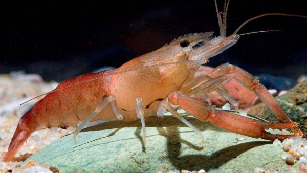 Десятиногие креветки