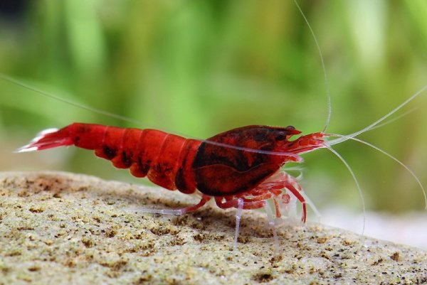 Креветка Тайвань Рэд вайн