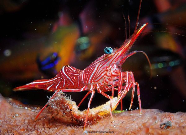 Креветка Живая Черноморская