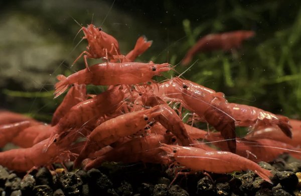 Креветки в море