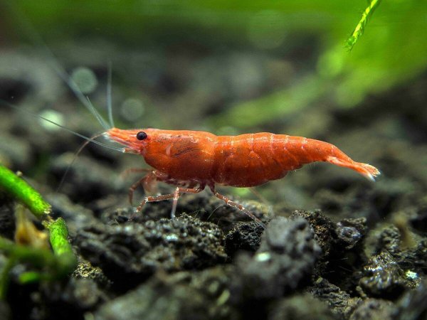 Креветки неокардина ред Файр