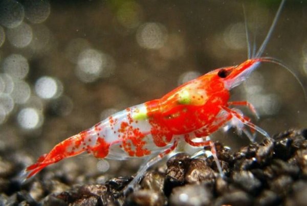 Neocaridina heteropoda