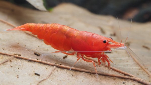 Китовая креветка