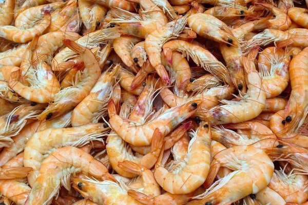 Анатомия лангустинов