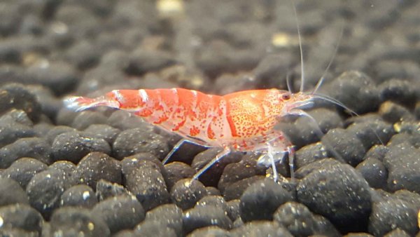 Красная тигровая креветка