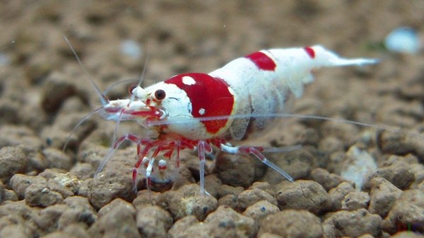 Креветки красный Кристалл SS