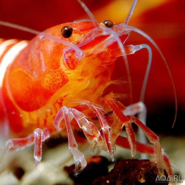 Десятиногие креветки