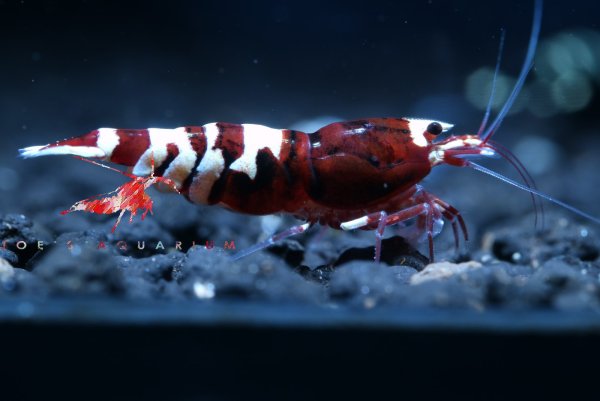 Креветка Пинто