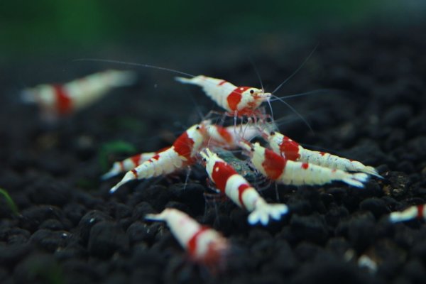 Креветка Пинто