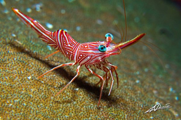 Пильчатая креветка