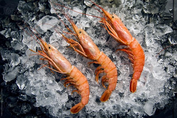 Десятиногие креветки