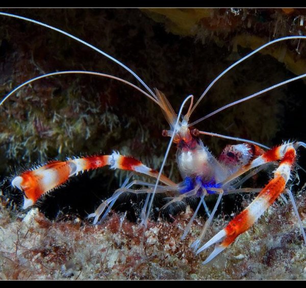 Креветка боксер (Stenopus hispidus)