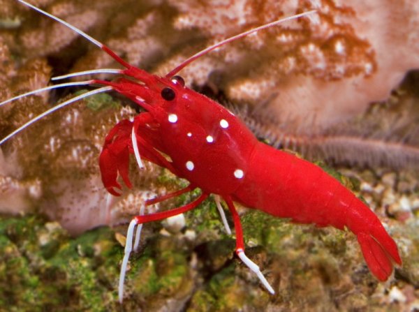 Лисмата Дебелиус