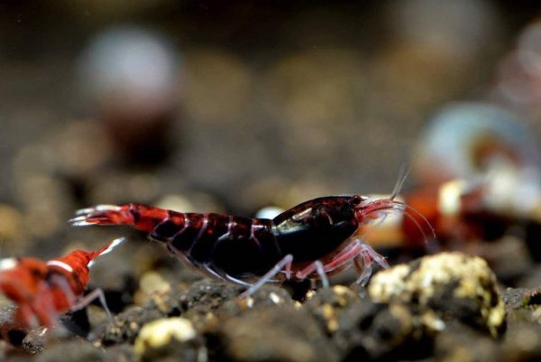 Red Sea Shrimp креветки 31/40