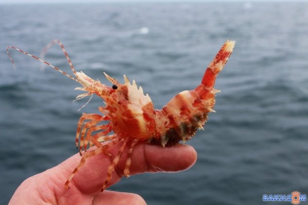 Креветка морской дракон